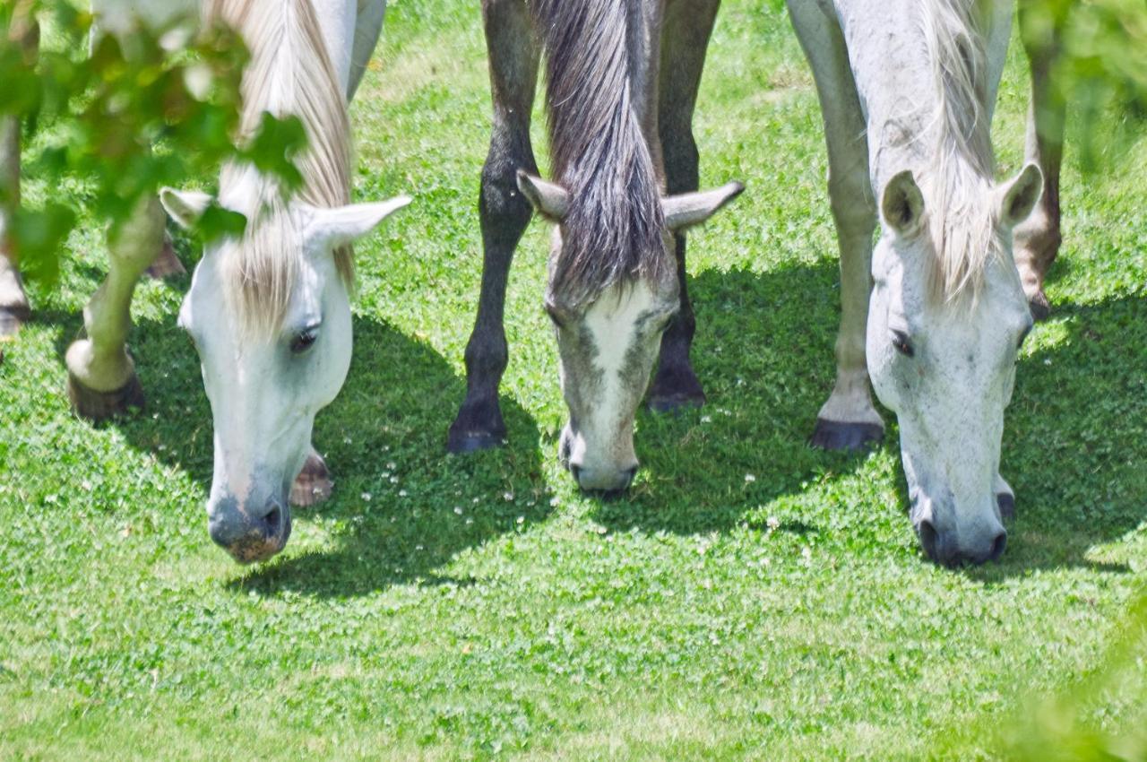 בית הארחה קלרנס 	Linwood Guest Farm מראה חיצוני תמונה